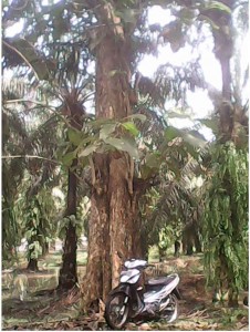 Pohon Jati Super (semua foto dokpri)